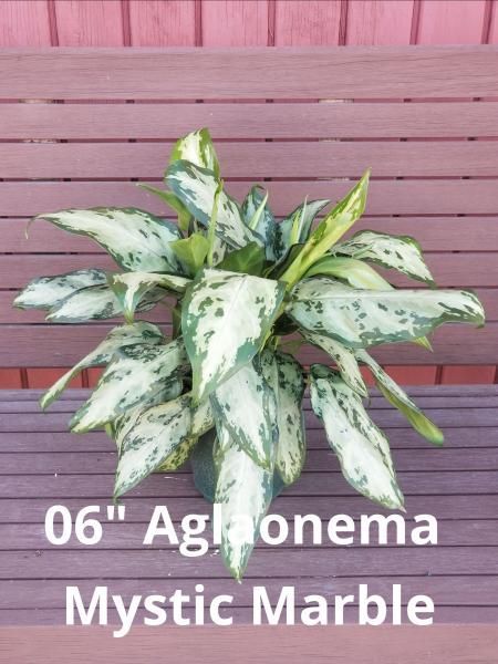 Potted Aglaonema Mystic Marble with green-and-white leaves against a pink wooden wall