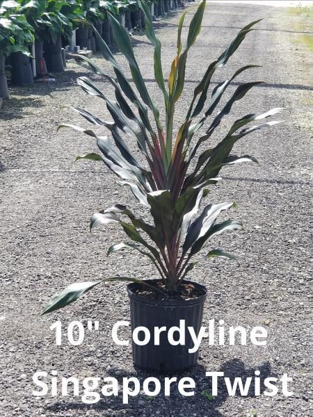 10-inch Cordyline Singapore Twist plant in a pot with green and purple leaves outdoors