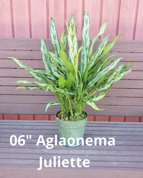 Potted green Aglaonema Juliette plant on a bench against a red wooden wall