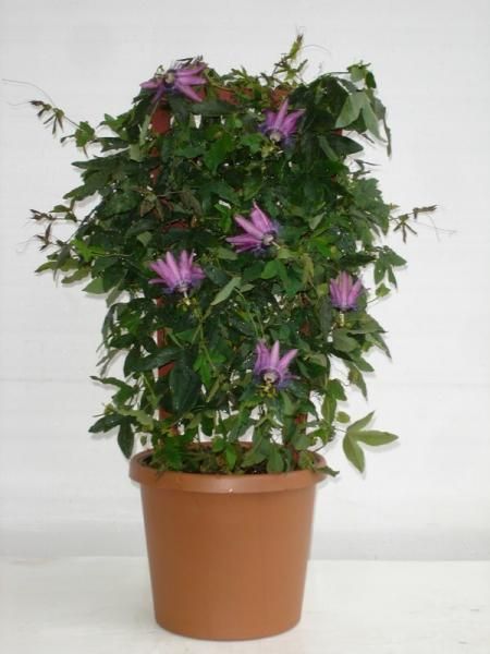 Potted climbing plant with green leaves and purple flowers on a white background