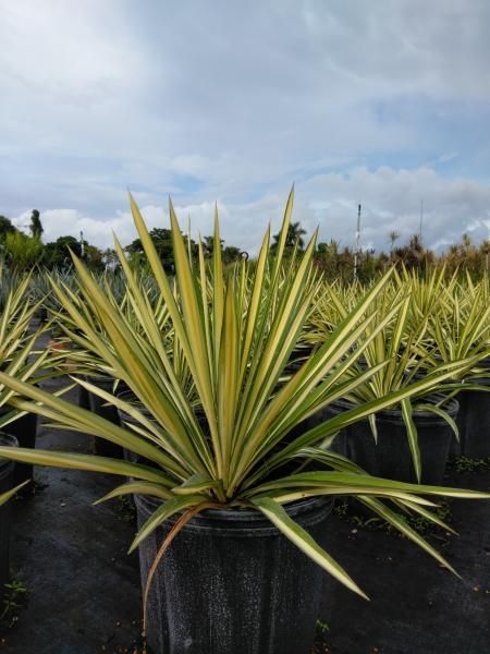 Potted variegated spiky plants in a nursery under a cloudy sky