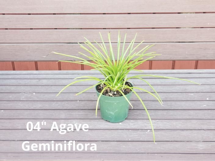 Potted green Agave geminiflora on a wooden deck with label text