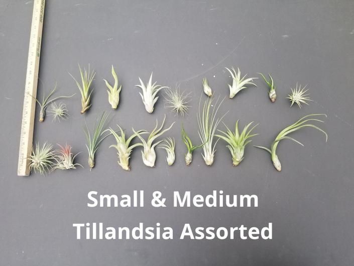 Assorted small and medium Tillandsia air plants displayed on a gray surface with a ruler.