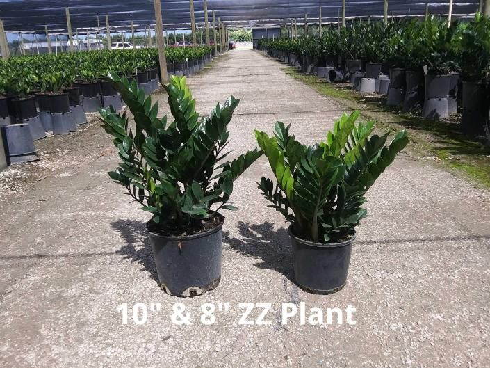 Two potted ZZ plants on a nursery walkway, labeled 10