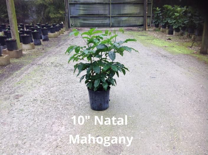 Potted Natal mahogany sapling centered on a gravel nursery path, labeled “10\