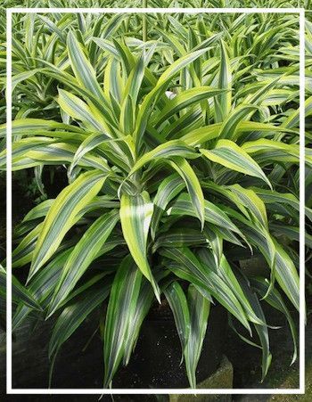 Variegated green-and-yellow leafy plant with long arching leaves in a garden bed
