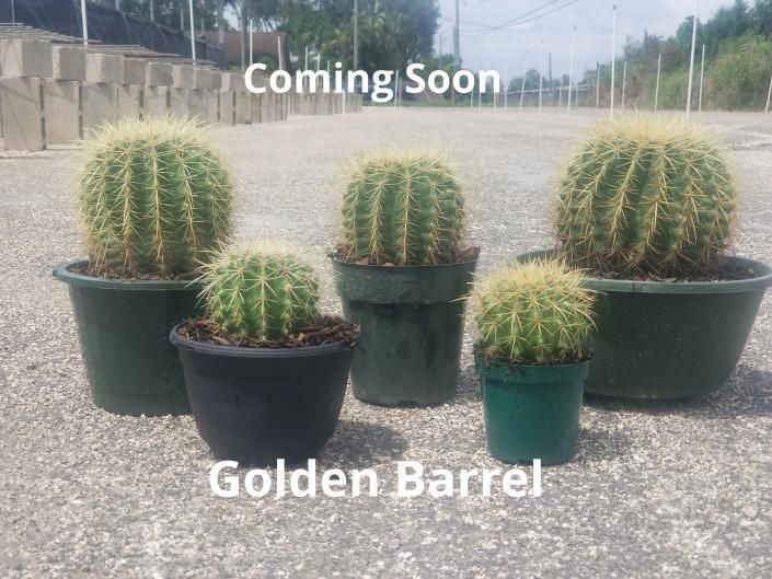 Five potted golden barrel cacti in a nursery with “Coming Soon” text