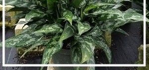 Lush green variegated houseplant with glossy leaves in a white rectangular planter