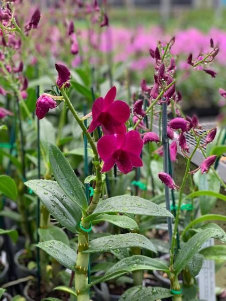 Magenta orchids blooming in a garden, with green leaves and blurred pink flowers in the background