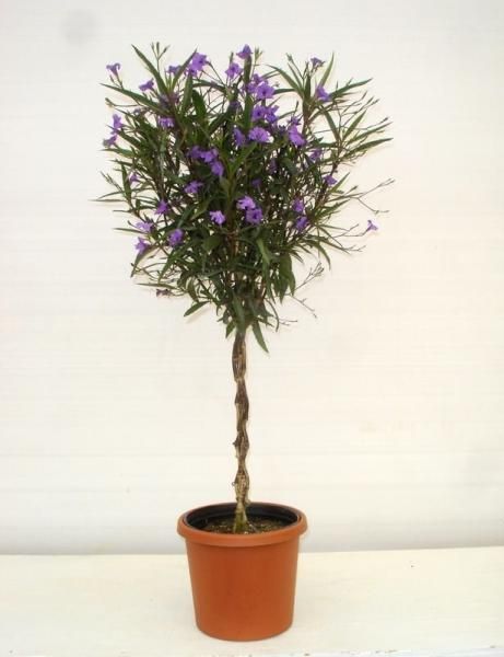 Potted plant with braided stem and purple flowers against a light background
