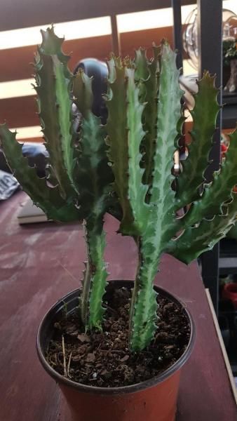 Potted green cactus-like succulent with tall, ribbed stems on a table outdoors