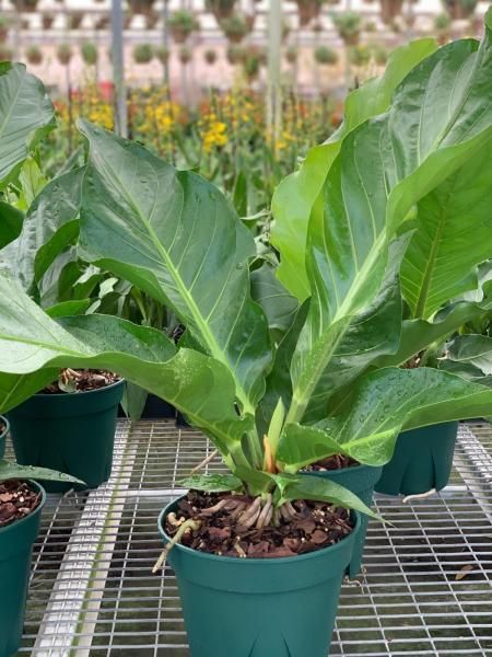 Potted green plant with broad leaves on a metal greenhouse bench