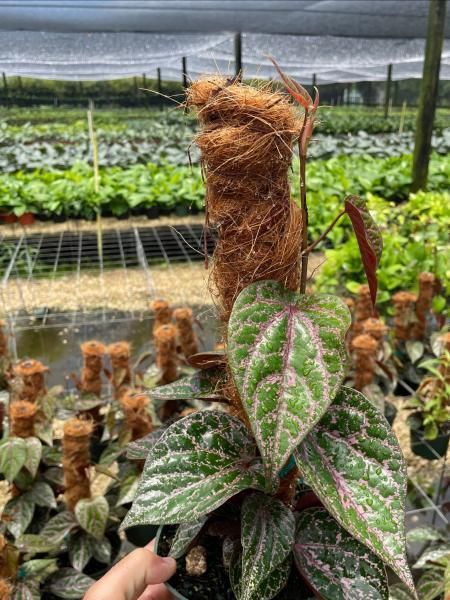 Variegated vine climbing a moss pole in a greenhouse plant nursery