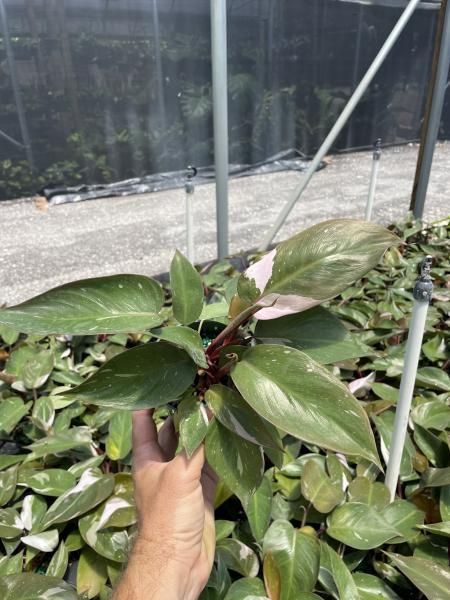 Hand holding a green leafy plant in a greenhouse