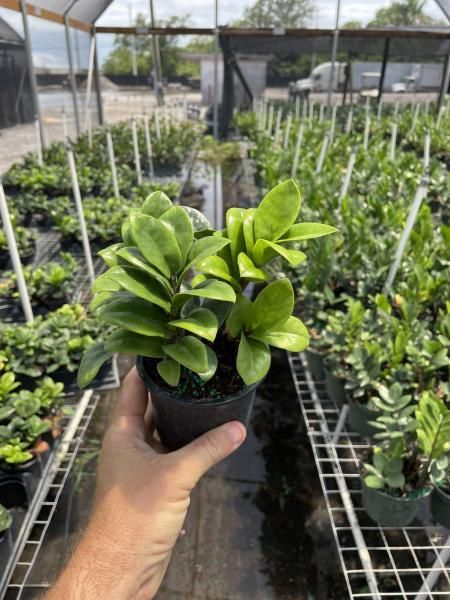 Hand holding a small potted green plant in a nursery with rows of plants behind it