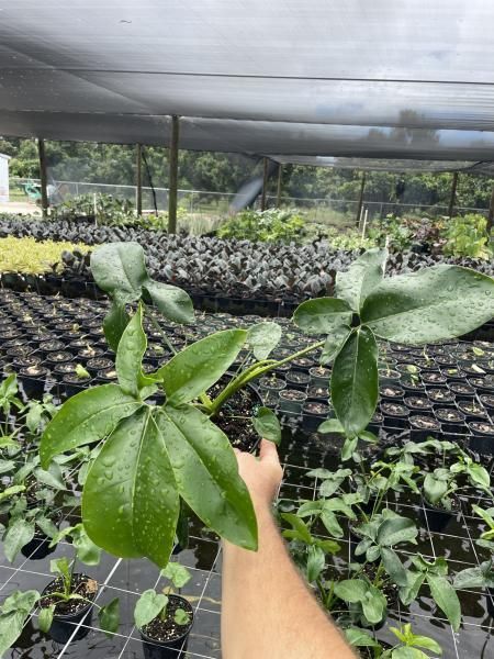 Hand holding a young green plant in a shaded nursery with rows of seedlings in trays