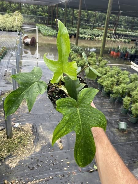 Hand holding a small potted green plant with star-shaped leaves in a nursery greenhouse