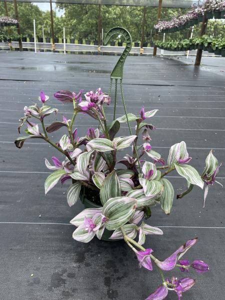 Variegated purple-and-green potted trailing plant on a wet deck with a garden background