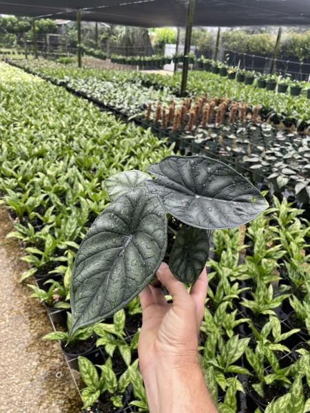 Hand holding a dark green leafy plant in a greenhouse full of seedlings