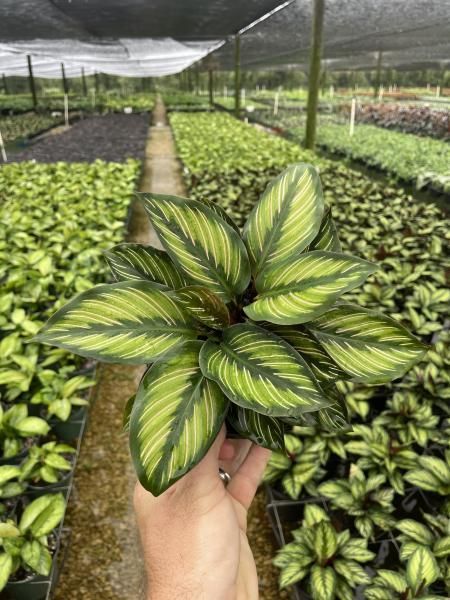 Hand holding a variegated green houseplant in a greenhouse nursery with rows of potted plants