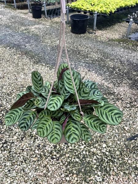 Potted prayer plant with green leaves and dark stripes on a gravel nursery floor
