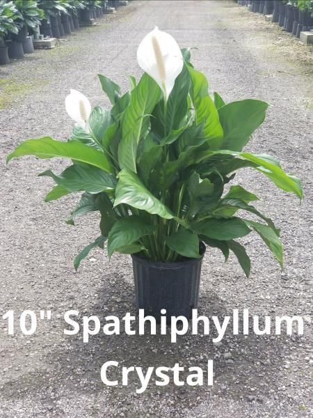 Potted white peace lily in a black nursery pot on gravel, labeled “10\