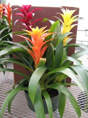 Potted bromeliad plants with red, orange, and yellow flowers on a patio table