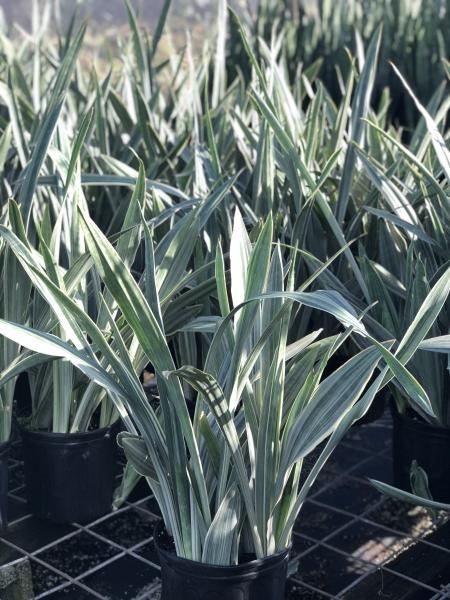 Potted variegated green-and-white plants arranged in a nursery or greenhouse
