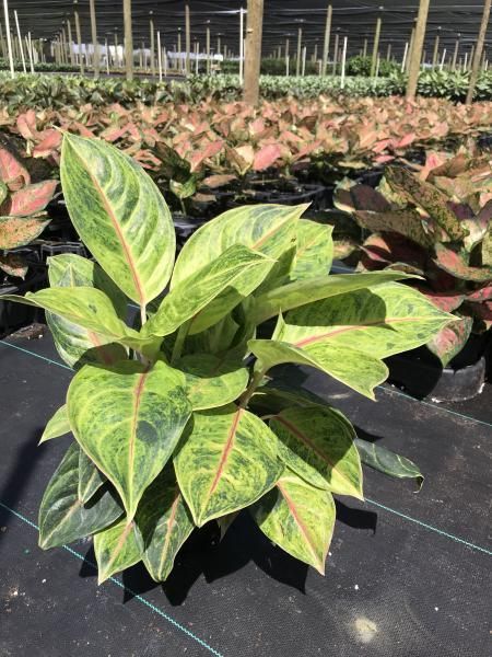 Potted green and pink tropical plant in a nursery row with many similar plants behind it
