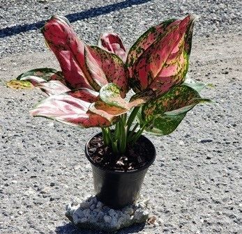 Small potted ornamental plant with pink and green leaves on a rough outdoor surface