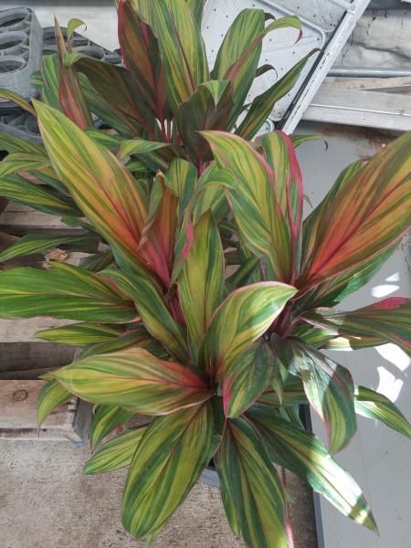 Variegated ti plant with green, red, and yellow leaves growing in a pot on a concrete patio