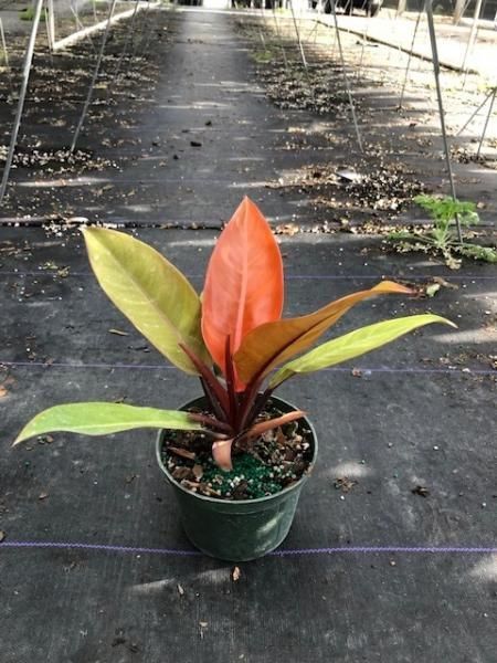 Potted red and green tropical plant on a wet walkway outdoors