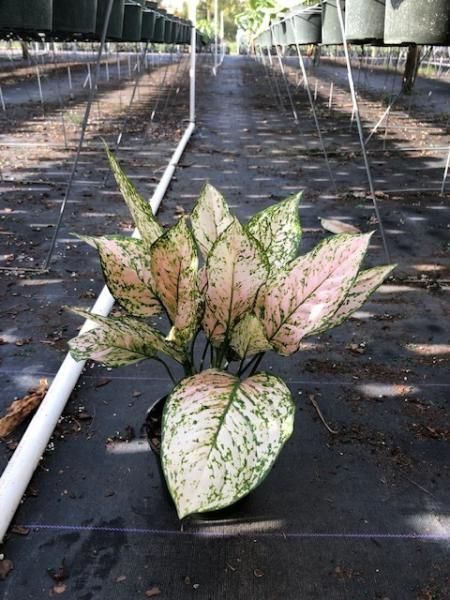 Potted variegated plant with pink and green leaves in a greenhouse walkway
