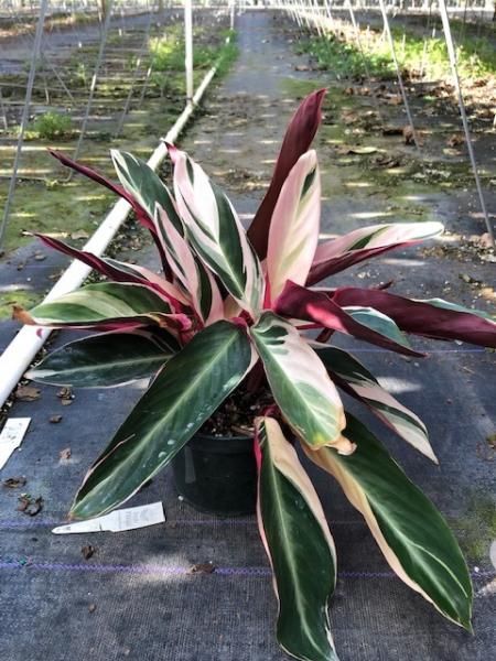 Variegated tropical plant with green, cream, and burgundy leaves growing in a nursery bed