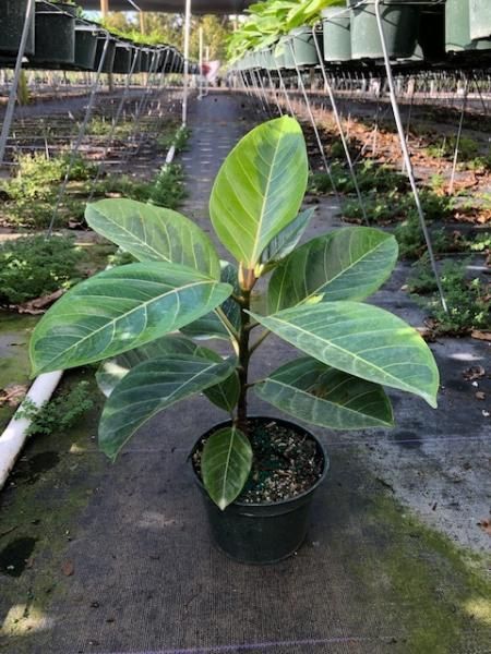 Potted tropical plant with broad green leaves in a nursery greenhouse.