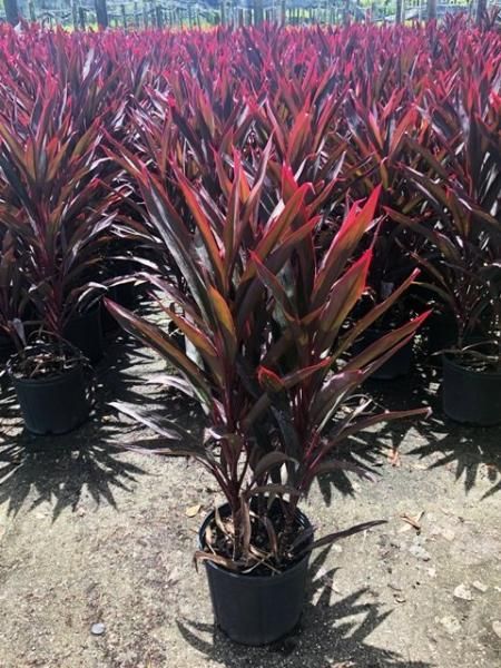 Potted red and green ornamental plants arranged in rows at a nursery