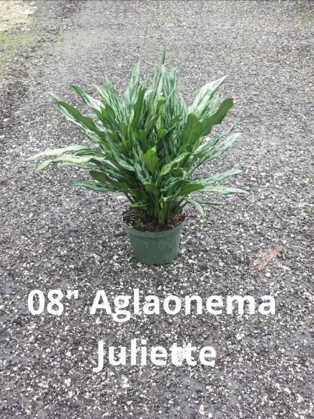 Potted green Aglaonema Juliette plant on gravel path, labeled “08” Aglaonema Juliette”