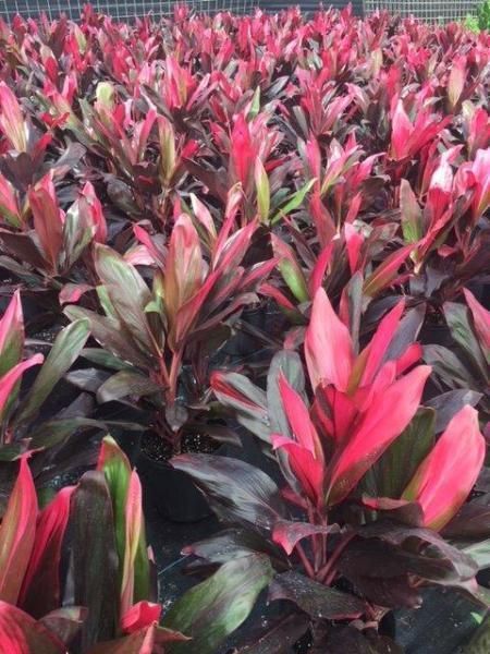 Dense bed of pink and green tropical foliage