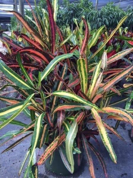 Colorful croton plant with long green, yellow, and red leaves in a garden planter