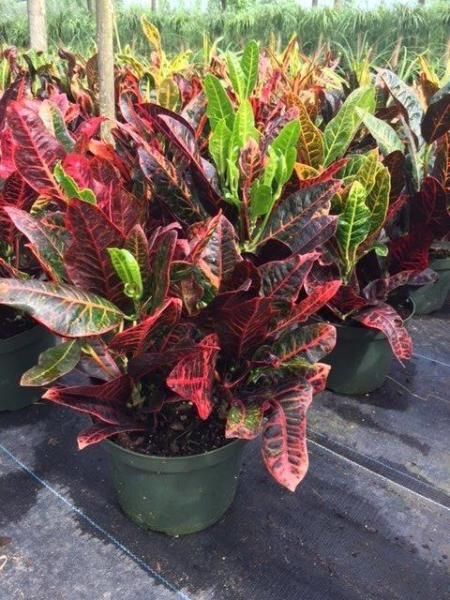 Potted croton plants with red, green, and yellow variegated leaves in a nursery setting