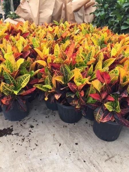 Rows of colorful croton plants in black pots on a greenhouse floor