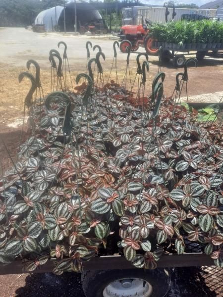 Tray of small striped succulents with flamingo garden stakes at an outdoor plant market