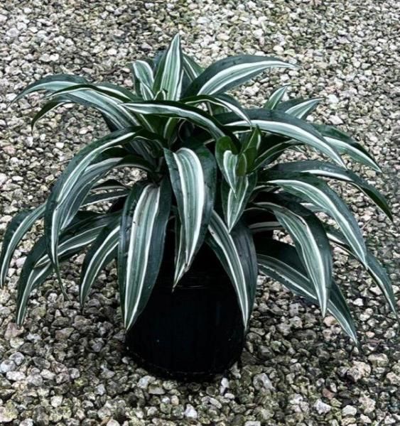 Potted variegated spider plant with green and white striped leaves on gravel ground
