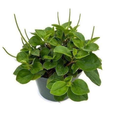 Potted green leafy houseplant with glossy oval leaves in a black nursery pot