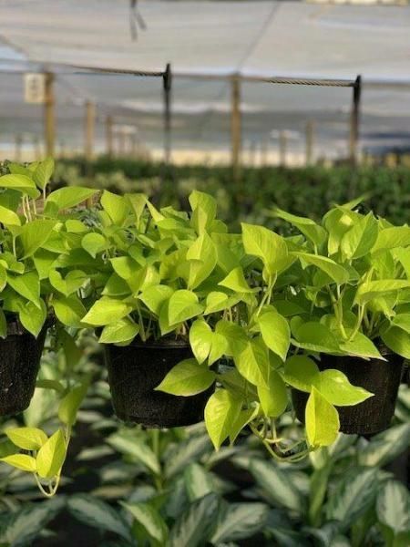 Hanging pots of bright green seedlings in a greenhouse with rows of plants behind them