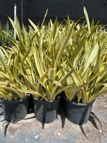Potted variegated snake plants in black nursery pots outdoors in bright sunlight