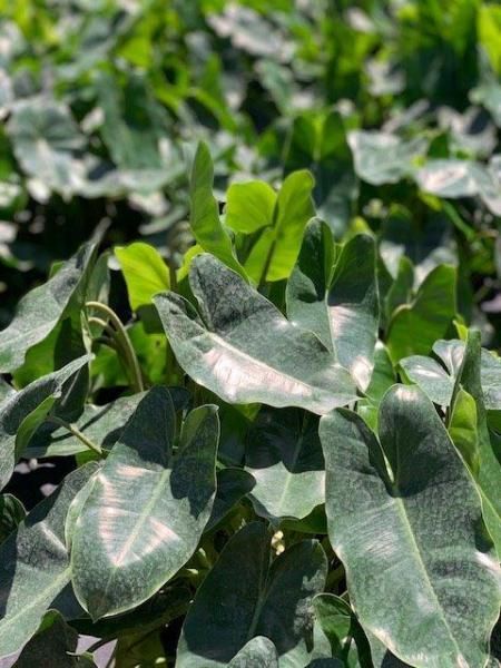 Close-up of dense green leafy ground cover with sunlight reflecting off the leaves