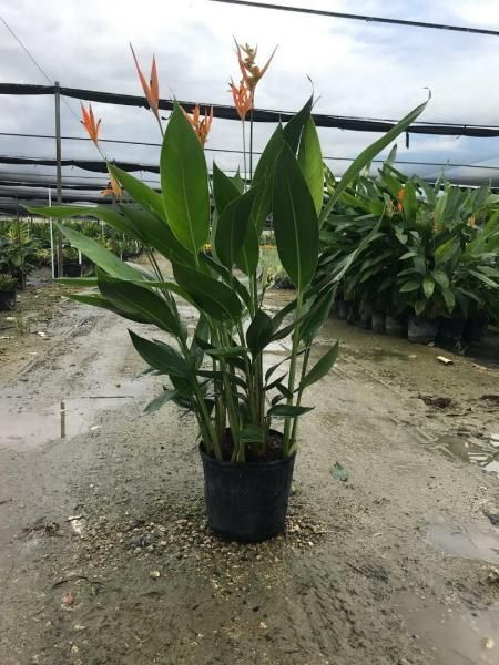 Potted green plant with orange flowers in a greenhouse nursery
