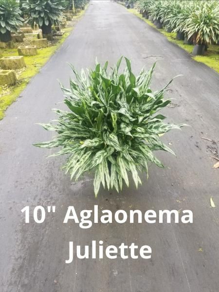 Potted Aglaonema Juliette plant on a road, labeled “10