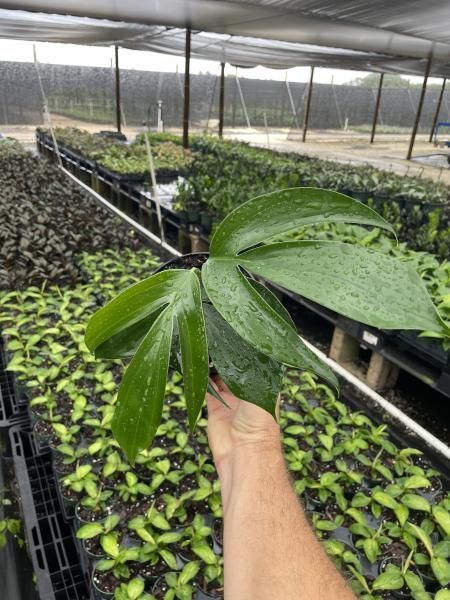 Hand holding a large green leaf above rows of seedlings in a greenhouse nursery
